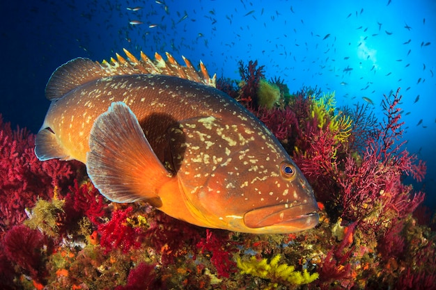 Grouper Wyspy Medes