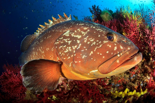 Grouper Wyspy Medes