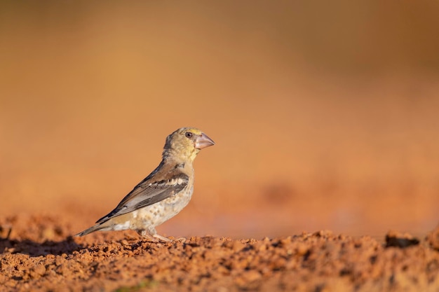 Grubodziób (Coccothraustes coccothraustes) Cordoba, Hiszpania