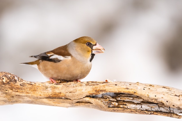 Grubodziób Coccothraustes Coccothraustes Siedzi Na Patyku W Zimie Z Bliska.