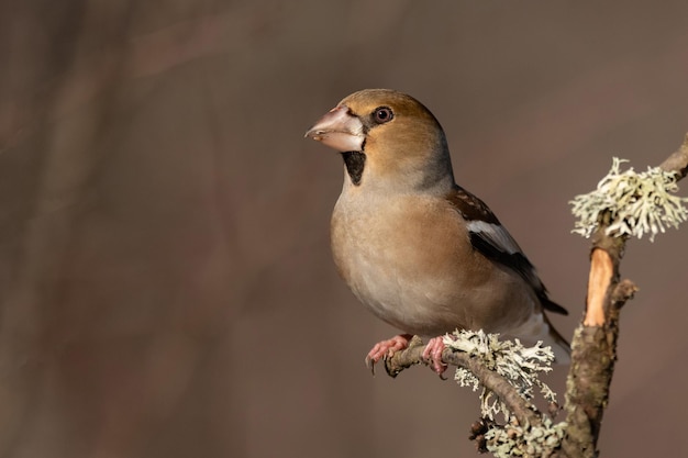 Grubodziób Zwyczajny Coccothraustes Coccothraustes. Ptak W Zimowym Lesie.