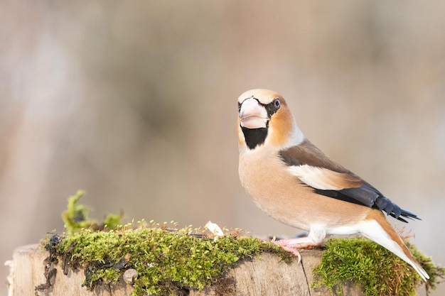 Zdjęcie grubodziób zwyczajny coccothraustes coccothraustes ptak w zimowym lesie