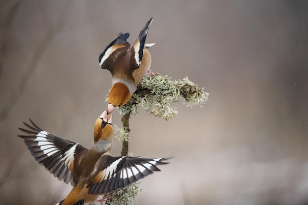 Grubodziób Zwyczajny Coccothraustes Coccothraustes, Z Rozpostartymi Skrzydłami Przekazują Sobie Pokarm.