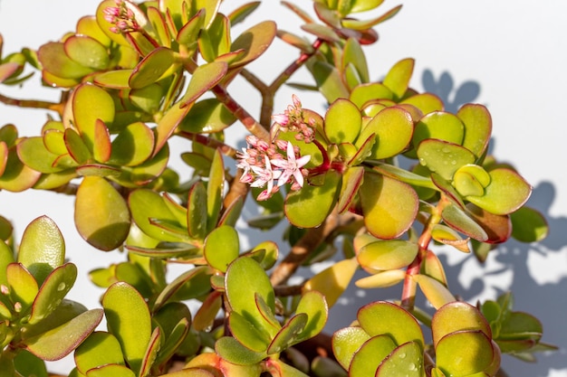 Grubosz jajowata tłustoszowata roślina z małymi różowymi białymi kwiatami zbliżenie widok