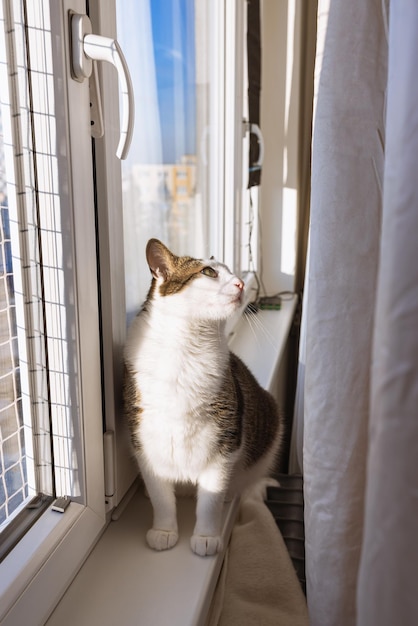 Gruby kot siedzący na parapecie w oknie z siatką zabezpieczającą