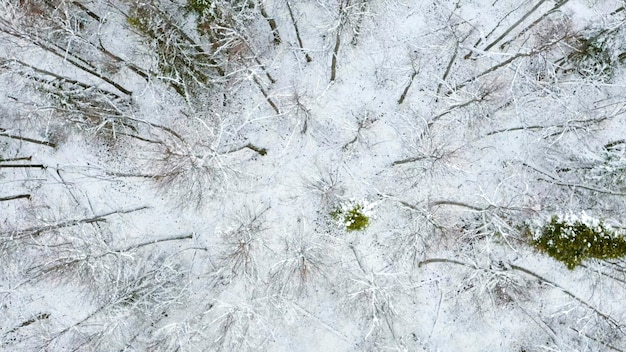 Grudniowy klip leśny, widok z helikoptera na wczesną zimę i drzewa pod śniegiem, które stoją obok