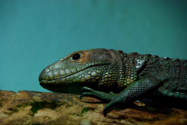 Zdjęcie gruenes reptil w zoo w grossansicht