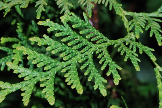 Grunes Blatt Einer Thuje Strauch Im Garten