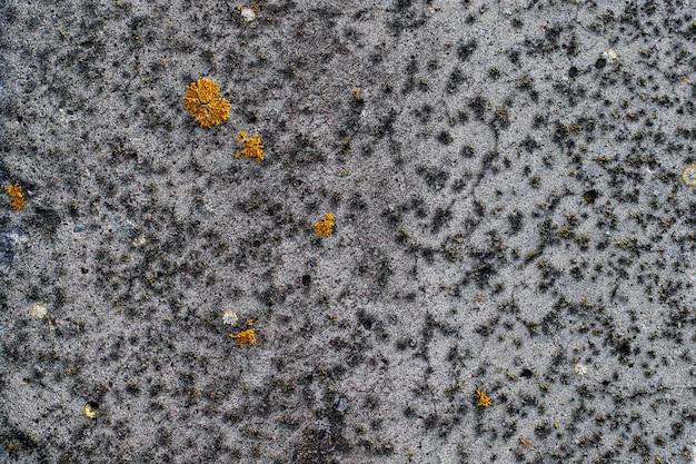 Grunge abstrakcyjna powierzchnia z żółtym mchem tekstura struktury Beton