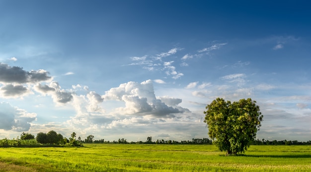 Grunty rolne i użytki zielone z drzewa w kształcie serca w wiejskiej scenie na tle błękitnego nieba