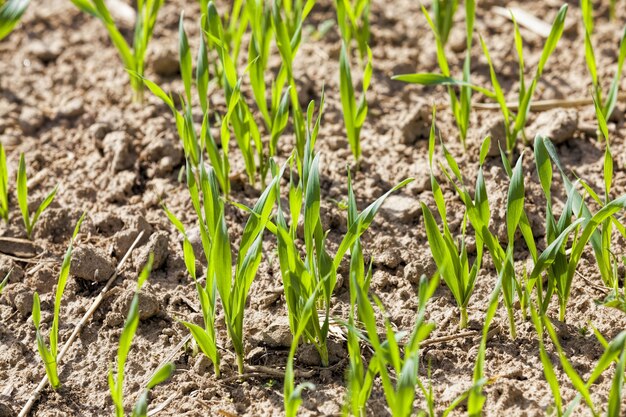 Grunty Rolne W Zakresie Produktów Zbożowych Do Produkcji Zbóż I żywności