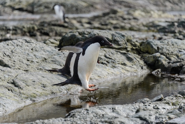 Grupa Adelie Pingwiny Na Plaży Na Antarktydzie