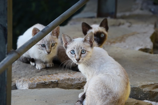 Grupa białych kotów o niebieskich oczach.