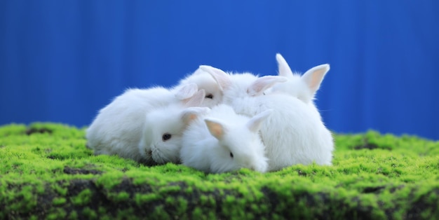 grupa białych królików na trawie