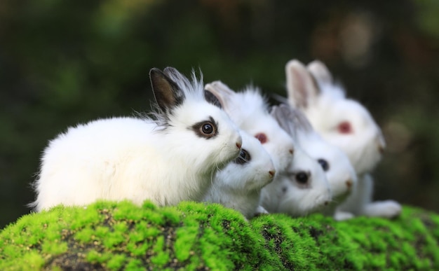 grupa białych królików na zielonej trawie