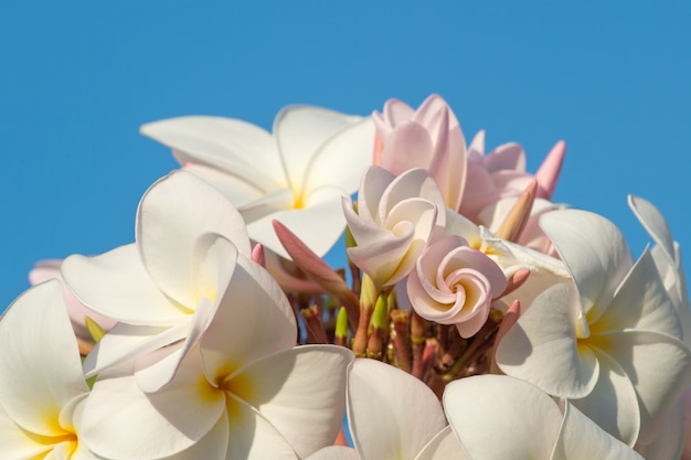 Grupa białych kwiatów (Frangipani, Plumeria) w słoneczny dzień z naturalnym tłem