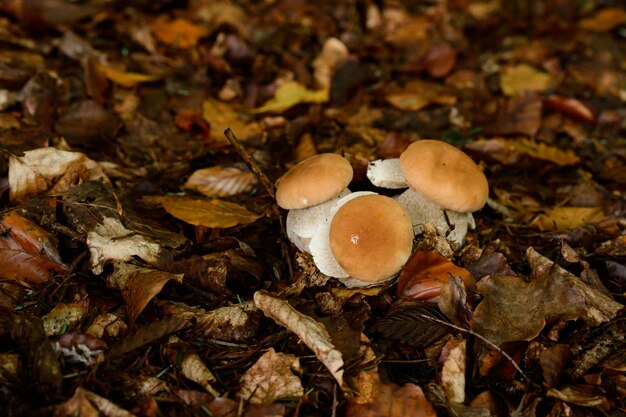 Grupa borowików wśród liści i mchu w jesiennym leśnym cichym polowaniu na grzyby