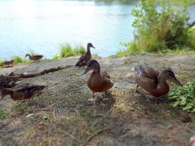 Grupa brązowych samic kaczek w pobliżu rzeki latem po południu