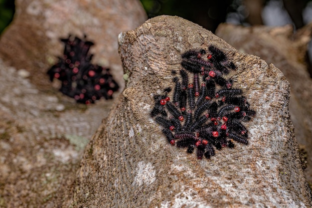 Grupa czarnych gąsienic z rodzaju Ammalo na pniu
