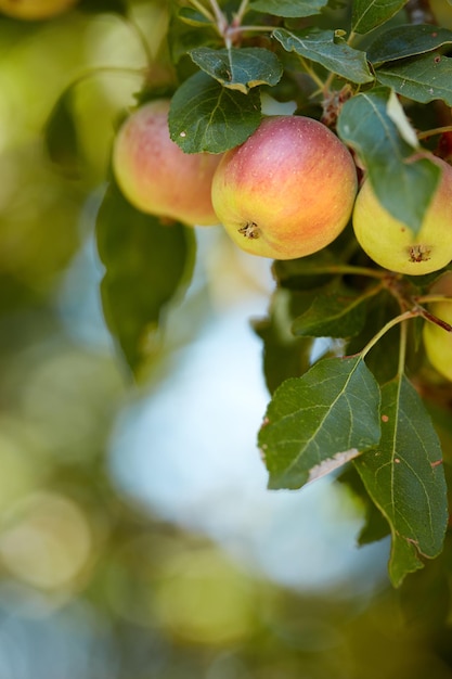 Grupa czerwonych jabłek dojrzewających w sadzie na zamazanym zielonym tle z kopią miejsca Ekologiczne owoce rosnące na farmie uprawnej lub zrównoważonej Świeże, zdrowe produkty podczas sezonu zbiorów