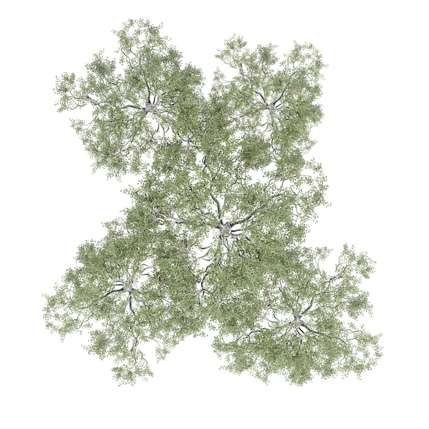 grupa drzew, widok z góry, izolowana na białym tle, ilustracja 3D, renderowanie cg