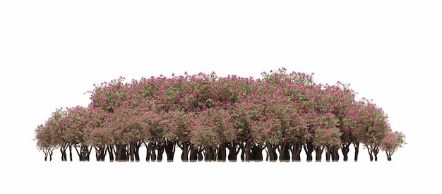 grupa drzew wyizolowanych na bia?ym tle du?e drzewa w lesie Ilustracja cg renderowania 3D