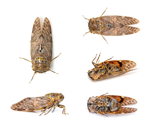 Grupa dużych brązowy owad cykada na białym tle. Owady, Zwierzęta, Bug.