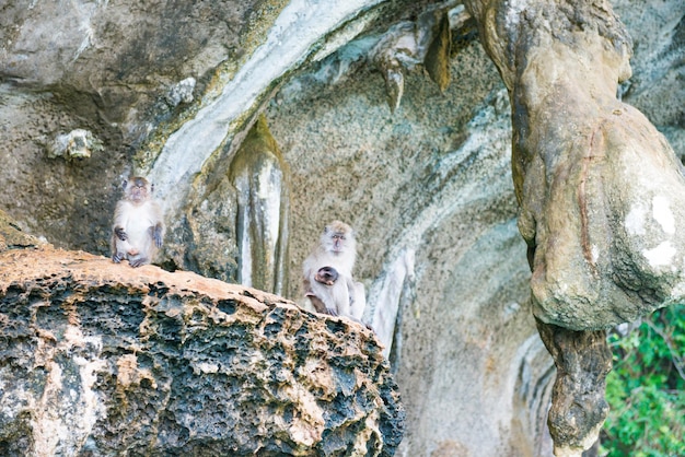 Grupa dzikich małp siedzi na skale. Zwierzęta naczelne w dzikiej przyrodzie