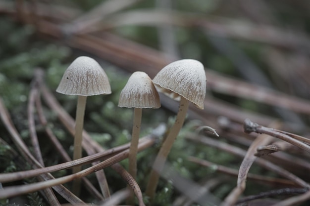 Grupa filigranowych małych grzybków na dnie lasu w miękkim świetle Zdjęcia makro