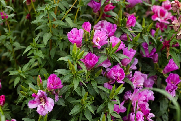 Grupa fioletoworóżowych kwiatów w ogrodzie