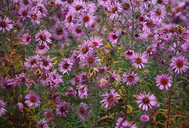 Grupa fioletowych astry alpejskich Aster Alpinus