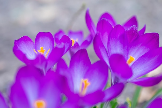 Grupa fioletowych krokusów na wiosennej łące Kwiat krokusa Kwiaty górskie Wiosenny krajobraz