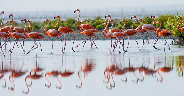 Grupa flamingów karaibskich stojących w wodzie z odbiciem