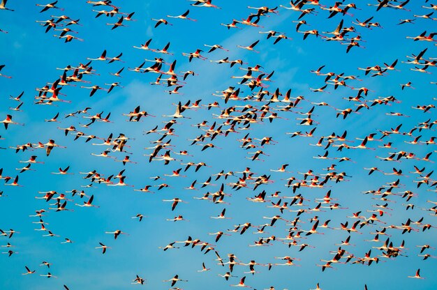 Grupa flamingów Phoenicopterus roseus latających na niebieskim niebie