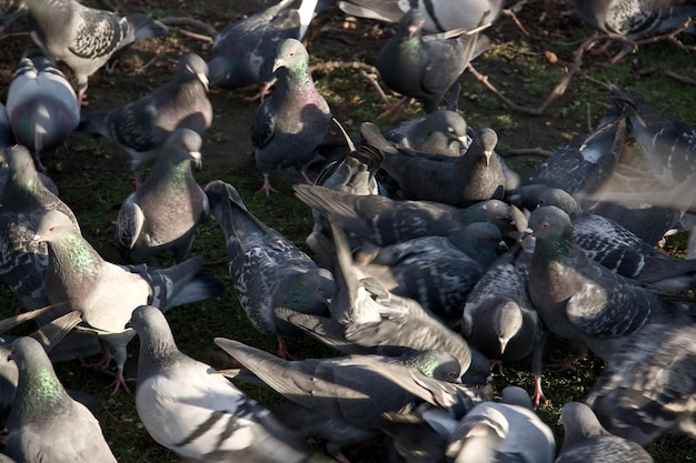Grupa gołębi na ziemi, niektóre zamazane, aby podkreślić chaotyczny ruch.