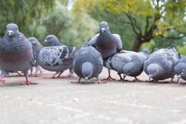 Grupa gołębi stoi na chodniku, a jeden z nich patrzy w kamerę