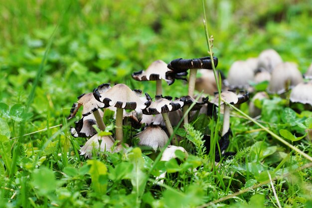 Grupa grzybów Coprinellus angulatus rosnących na łące