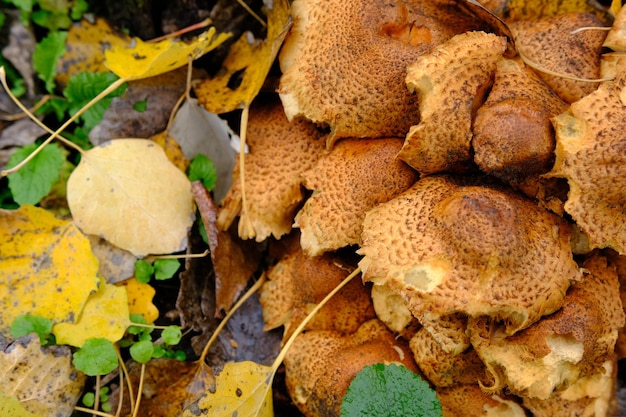 Zdjęcie grupa grzybów kudłaty scalycap pholiota squarrosa to gatunek grzyba z rodziny strophariaceae na dnie lasu w pobliżu drzewa