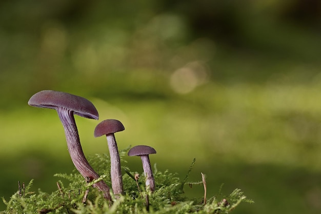Zdjęcie grupa grzybów rośnie w omszałym lesie.