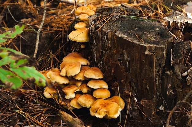 grupa grzybów w lesie w pobliżu ściętego pnia drzewa zbiór sezonowych zbiorów warzyw