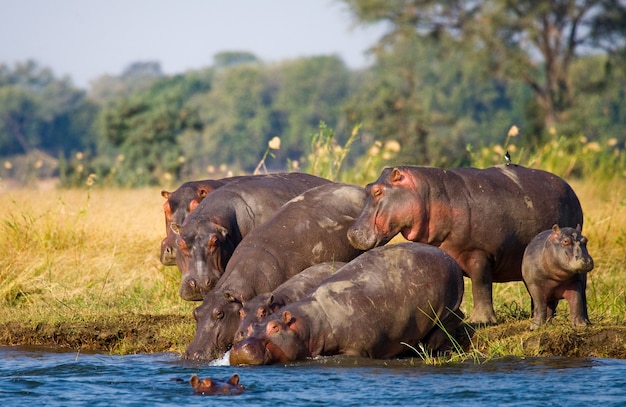 Grupa hipopotamów stoi na brzegu