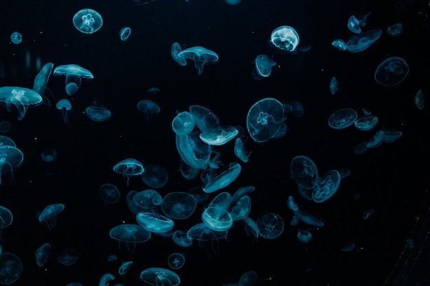 Grupa jasnoniebieskich meduz pływających w akwarium