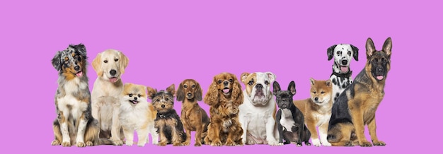 Grupa jedenastu różnych rozmiarów i ras psów patrzących w kamerę, słodko dyszących lub szczęśliwych z rzędu na fioletowym różu