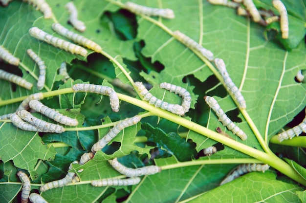 Zdjęcie grupa jedwabników jedzących liście morwy