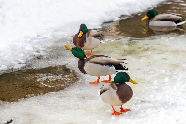 Zdjęcie grupa kaczek samców na śniegu w pobliżu zamarzniętej rzeki w parku w zimie