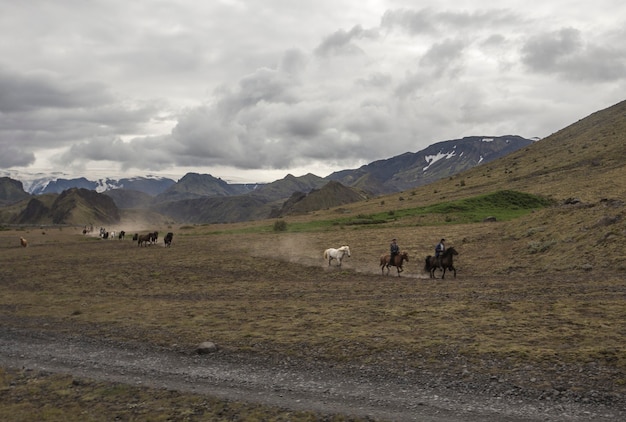 Grupa koni galopująca wokół Landmannalaugar na Islandii