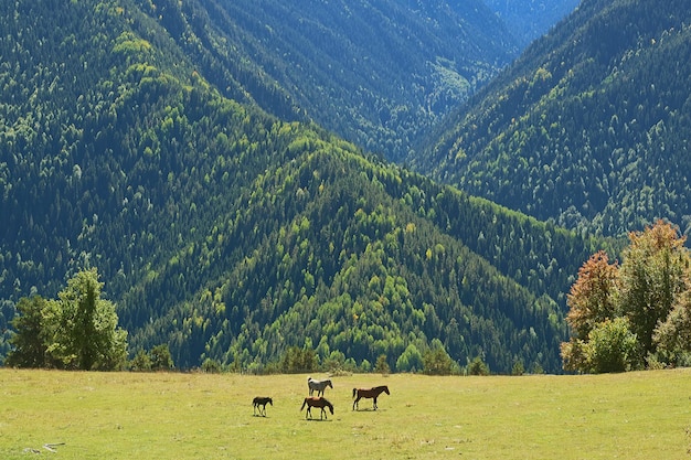 Grupa koni na łące na zboczu góry Mestia, region Swanetia, Gruzja