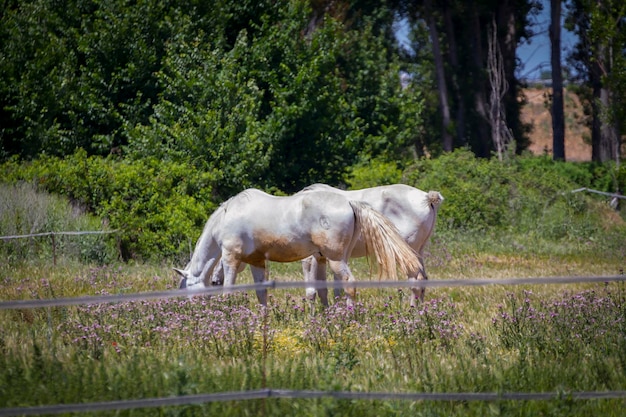 grupa koni pasących się na zielonych pastwiskach, konie hiszpańskie