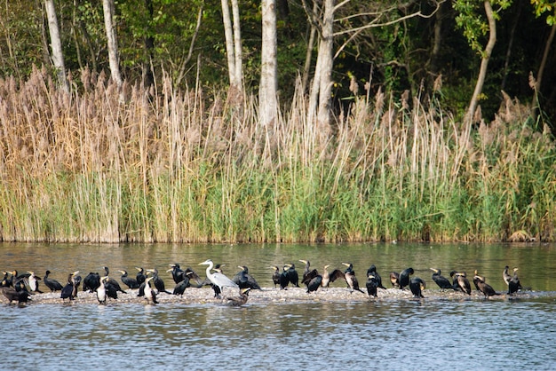 Grupa kormoranów i czapla na mokradłach Haff Reimech w Luksemburgu, ptaki wodne na brzegu