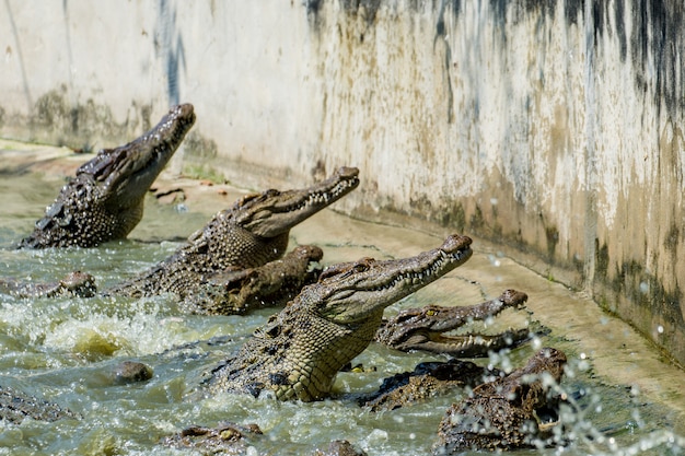 Grupa krokodyl je kurczaka W stawie